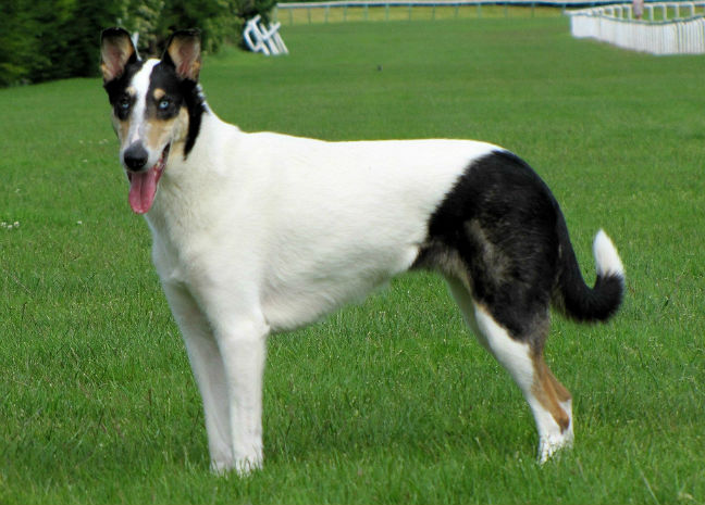 collie arlequin du Finfond