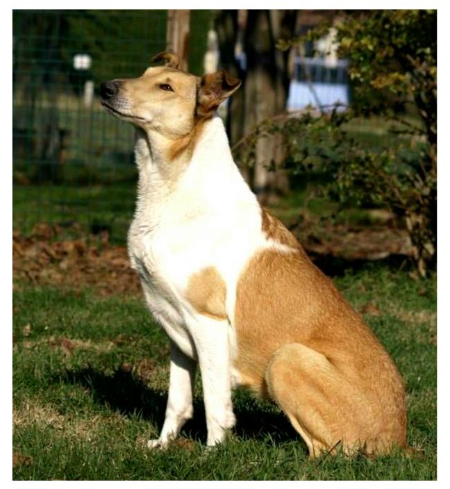 collies du finfond