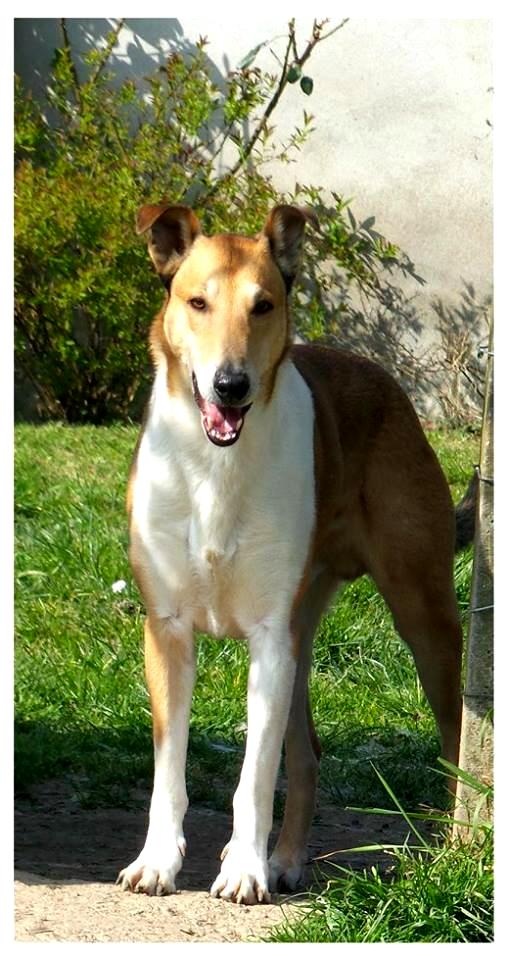 Collies du Finfond Titi