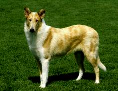 Sable Merle Smooth Collie