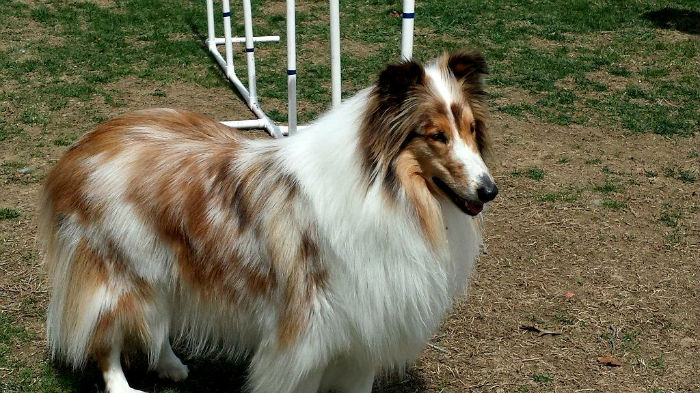 Fawnequin Rough Collie